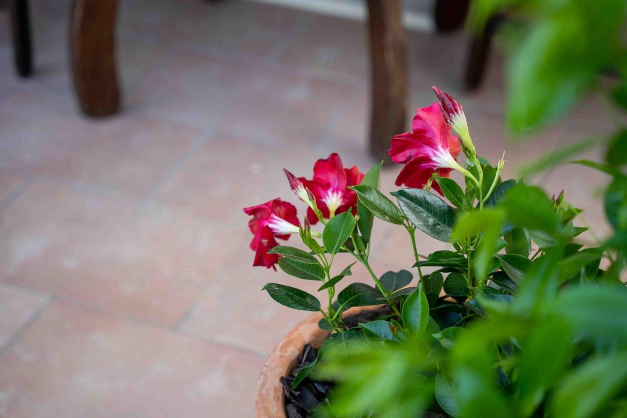 Soraja Apartments Izola Luaran gambar